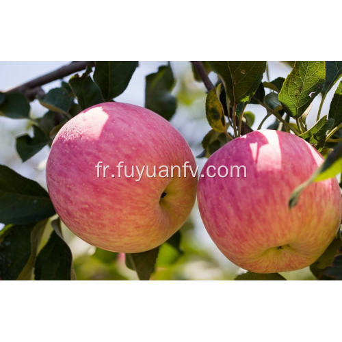 Exporter la pomme Fuji fraîche de qualité supérieure (64-198)